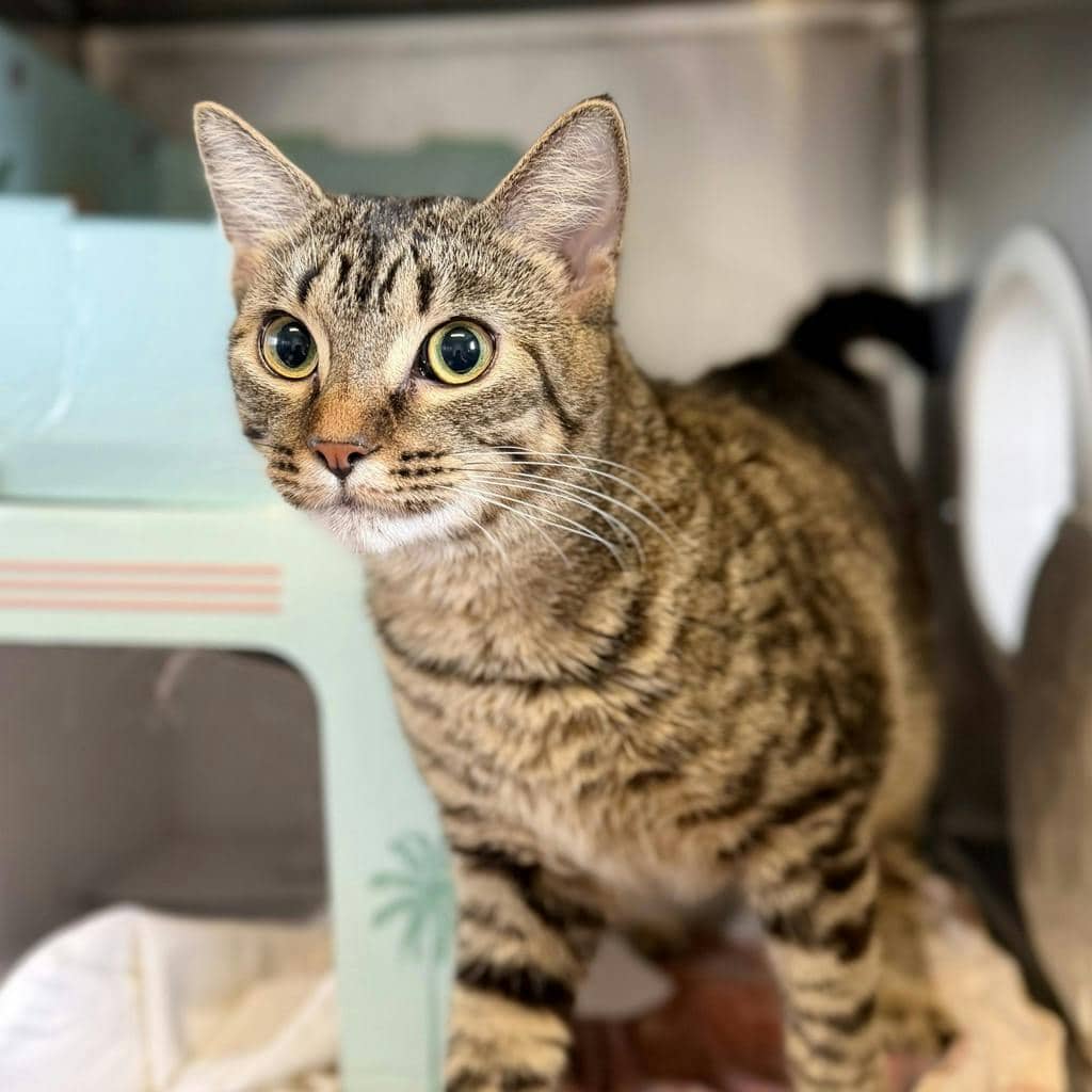 Gabby - Domestic Short Hair available for adoption