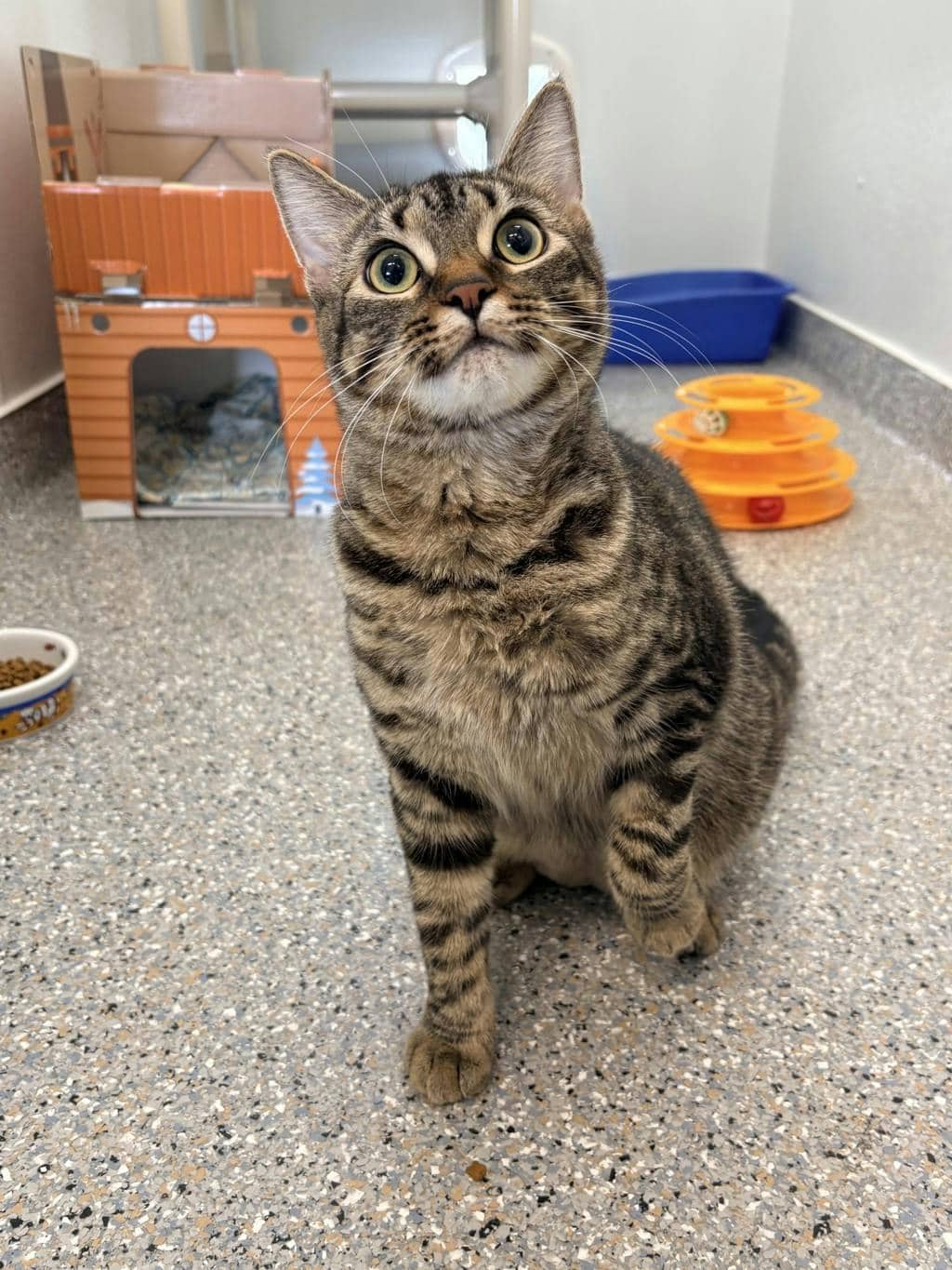 Gabby - Domestic Short Hair available for adoption