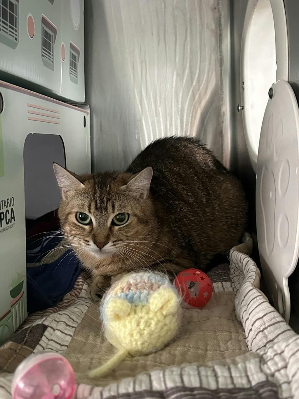 Mae Mae - Domestic Short Hair available for adoption