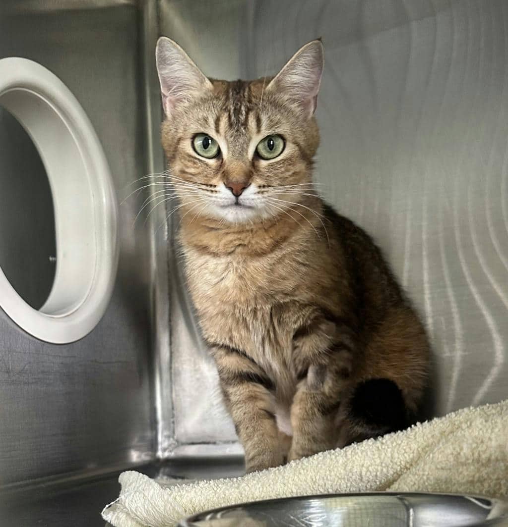 Mae Mae - Domestic Short Hair available for adoption