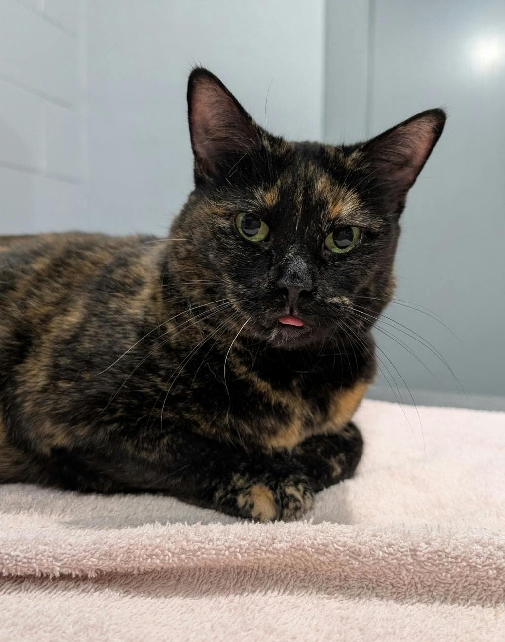 Missy - Domestic Short Hair cat available for adoption at Ontario SPCA (Central Ontario) in Toronto