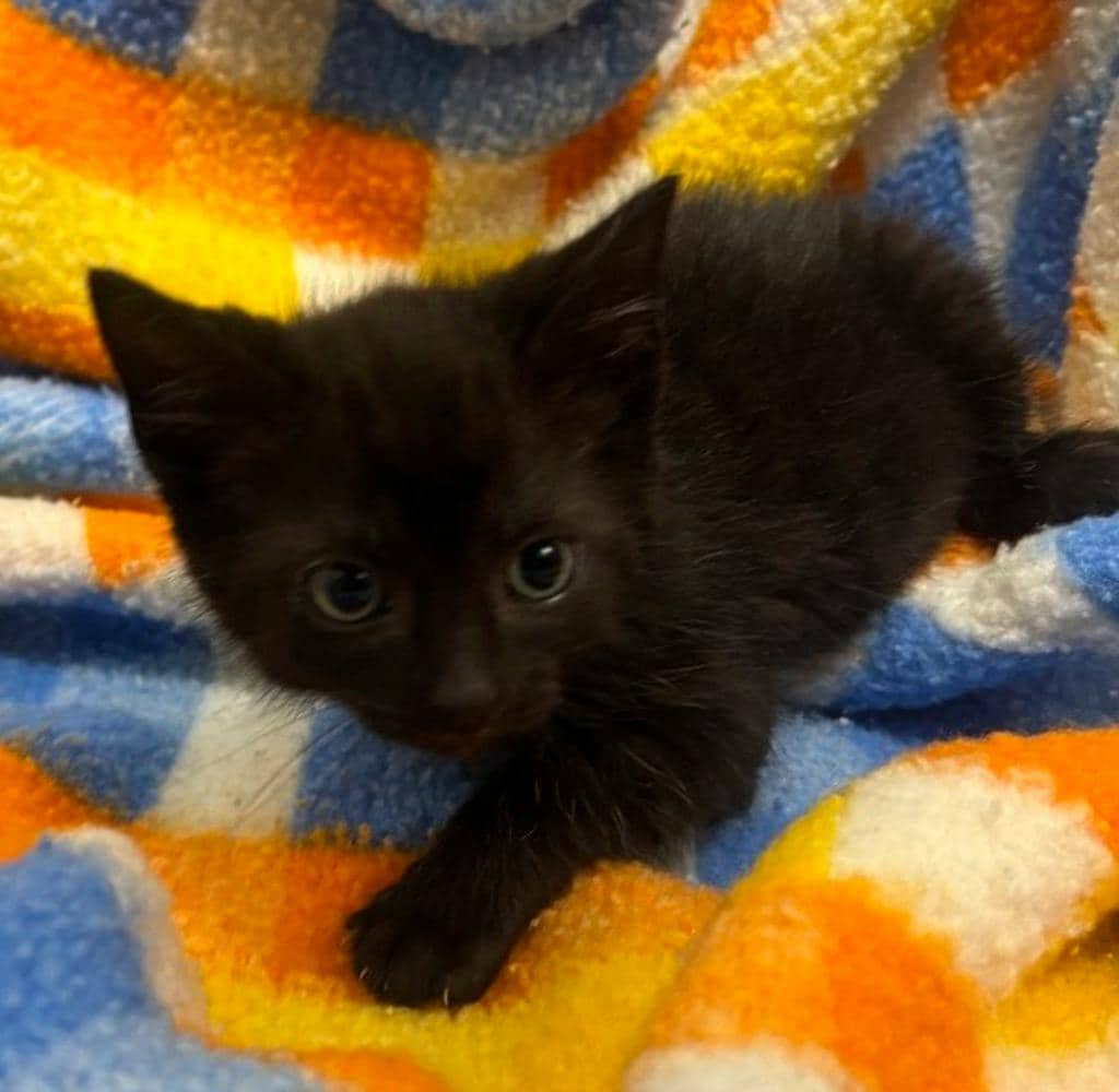 Plover - Domestic Short Hair available for adoption