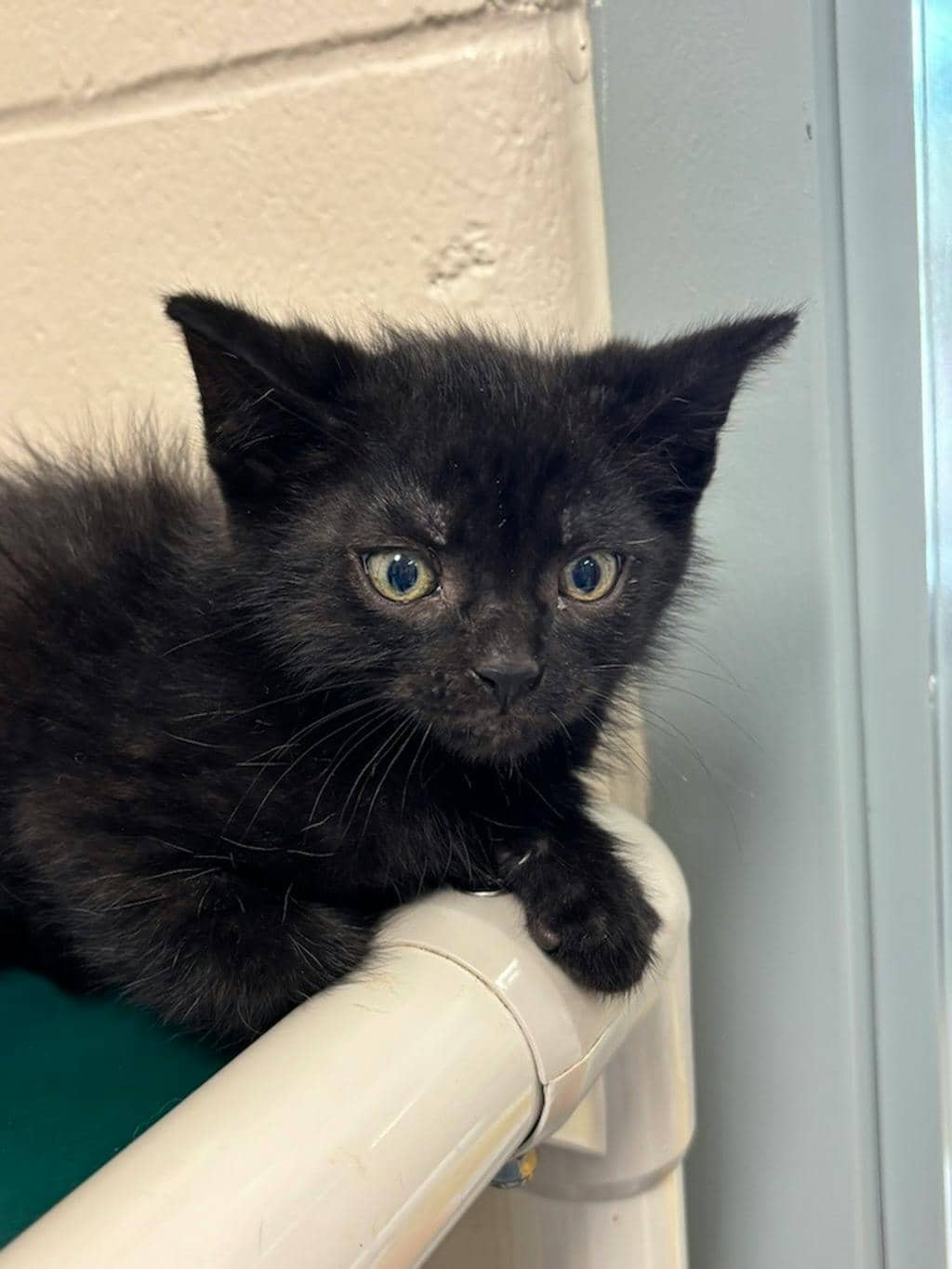 Sandpiper - Domestic Short Hair available for adoption