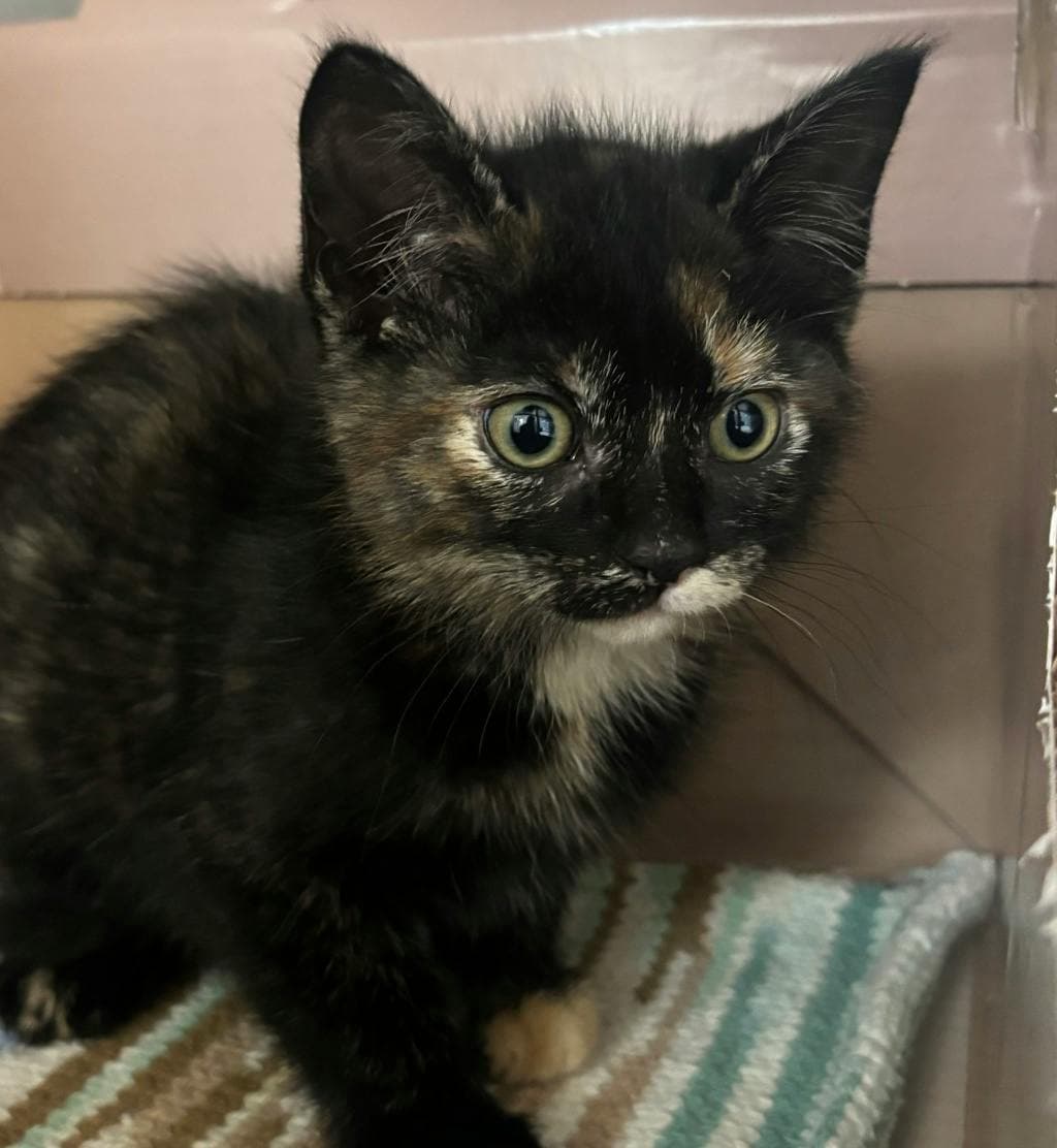 Finch - Domestic Short Hair cat available for adoption at Ontario SPCA (Central Ontario) in Toronto