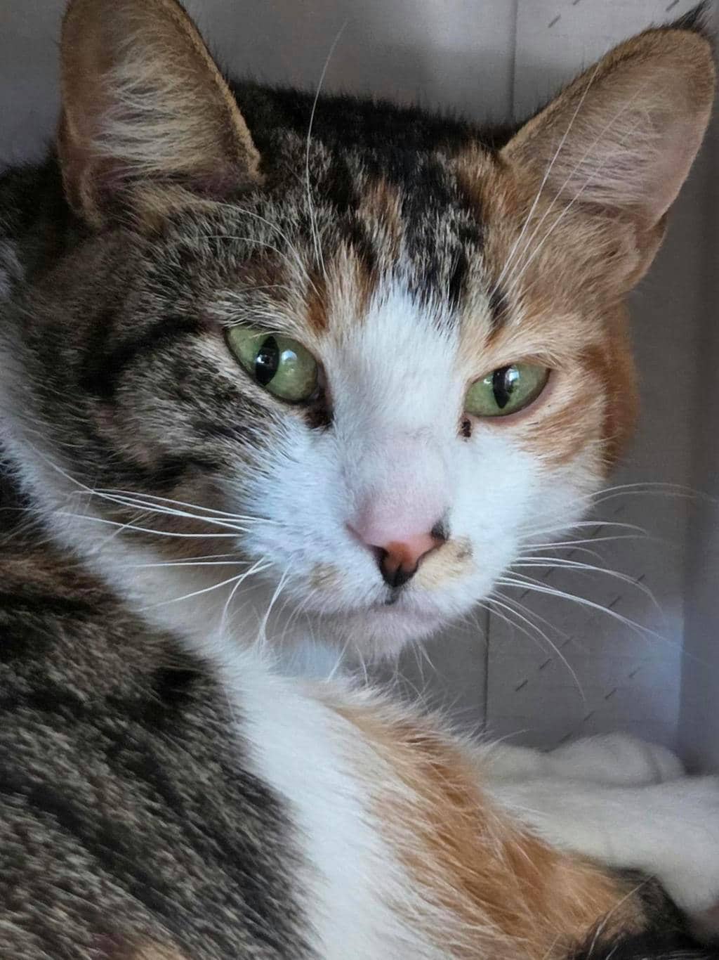 Cat G.P.T - Domestic Short Hair cat available for adoption in Ontario