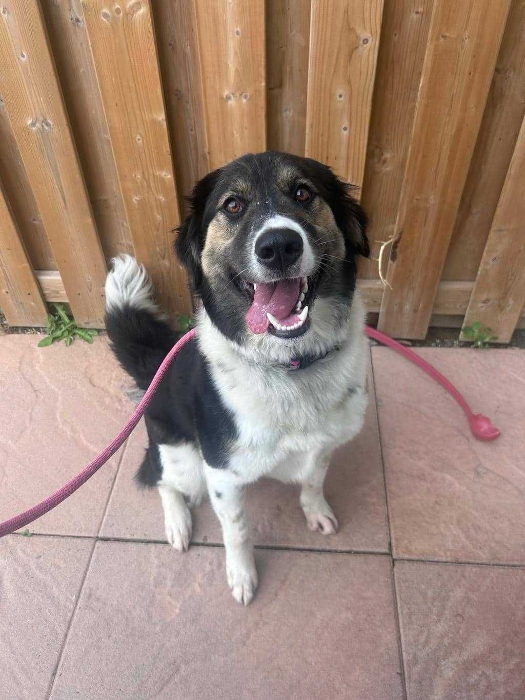 Salem - Australian Shepherd available for adoption