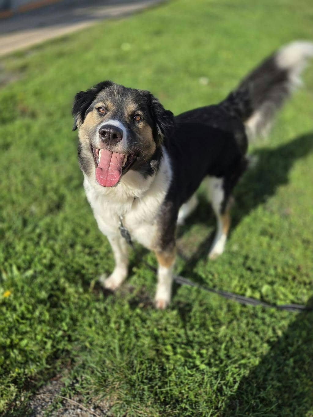 Salem - Australian Shepherd available for adoption in Ontario