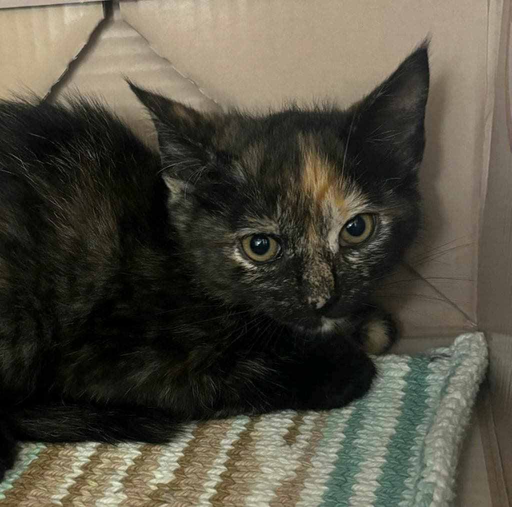 Starling - Domestic Medium Hair cat available for adoption at Ontario SPCA (Central Ontario) in Toronto