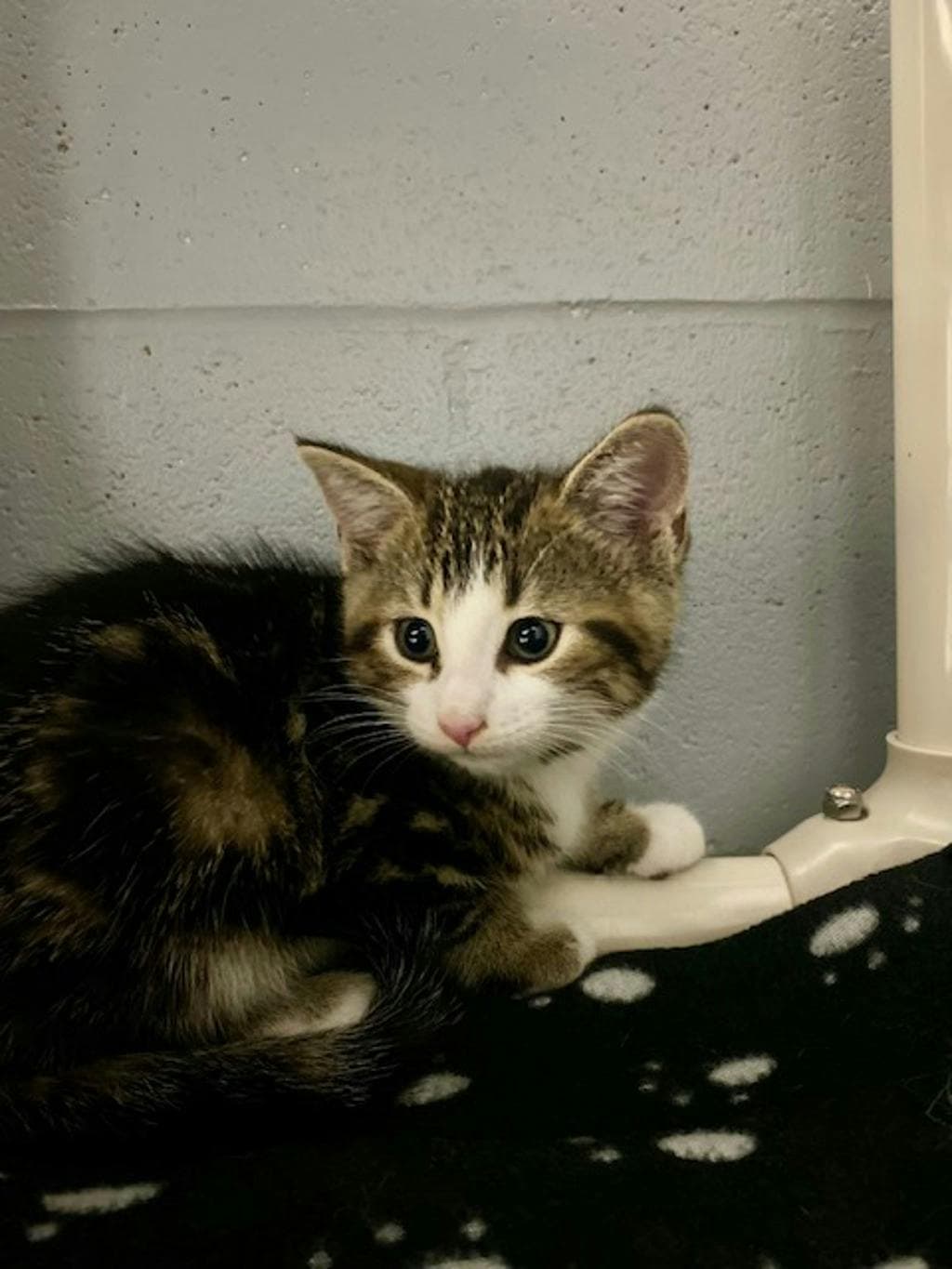 Edward - Domestic Short Hair available for adoption