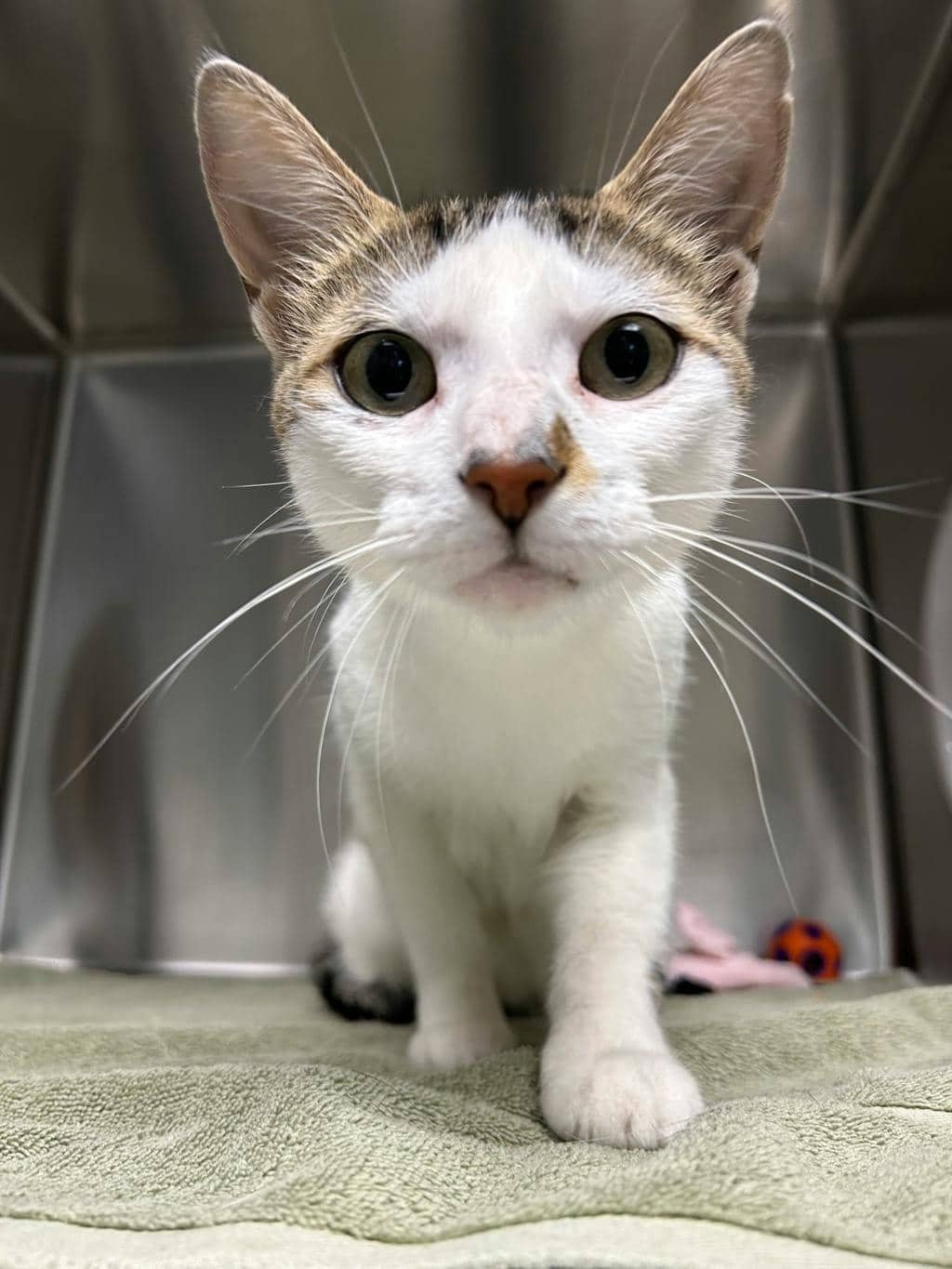 Popcorn - Domestic Short Hair available for adoption