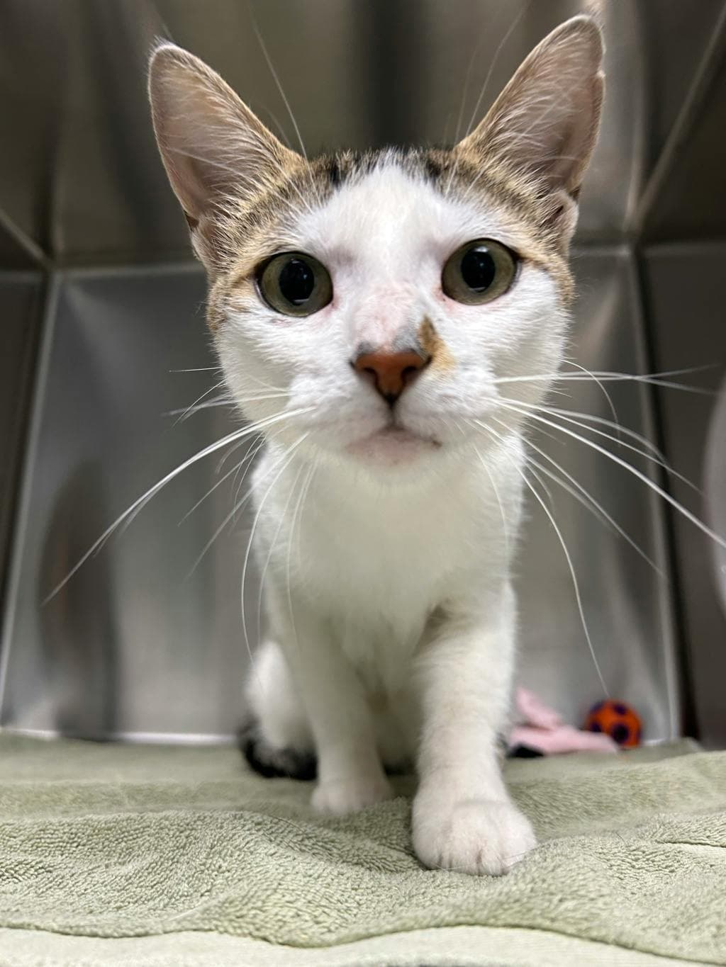Popcorn - Domestic Short Hair cat available for adoption at Ontario SPCA (Central Ontario) in Toronto