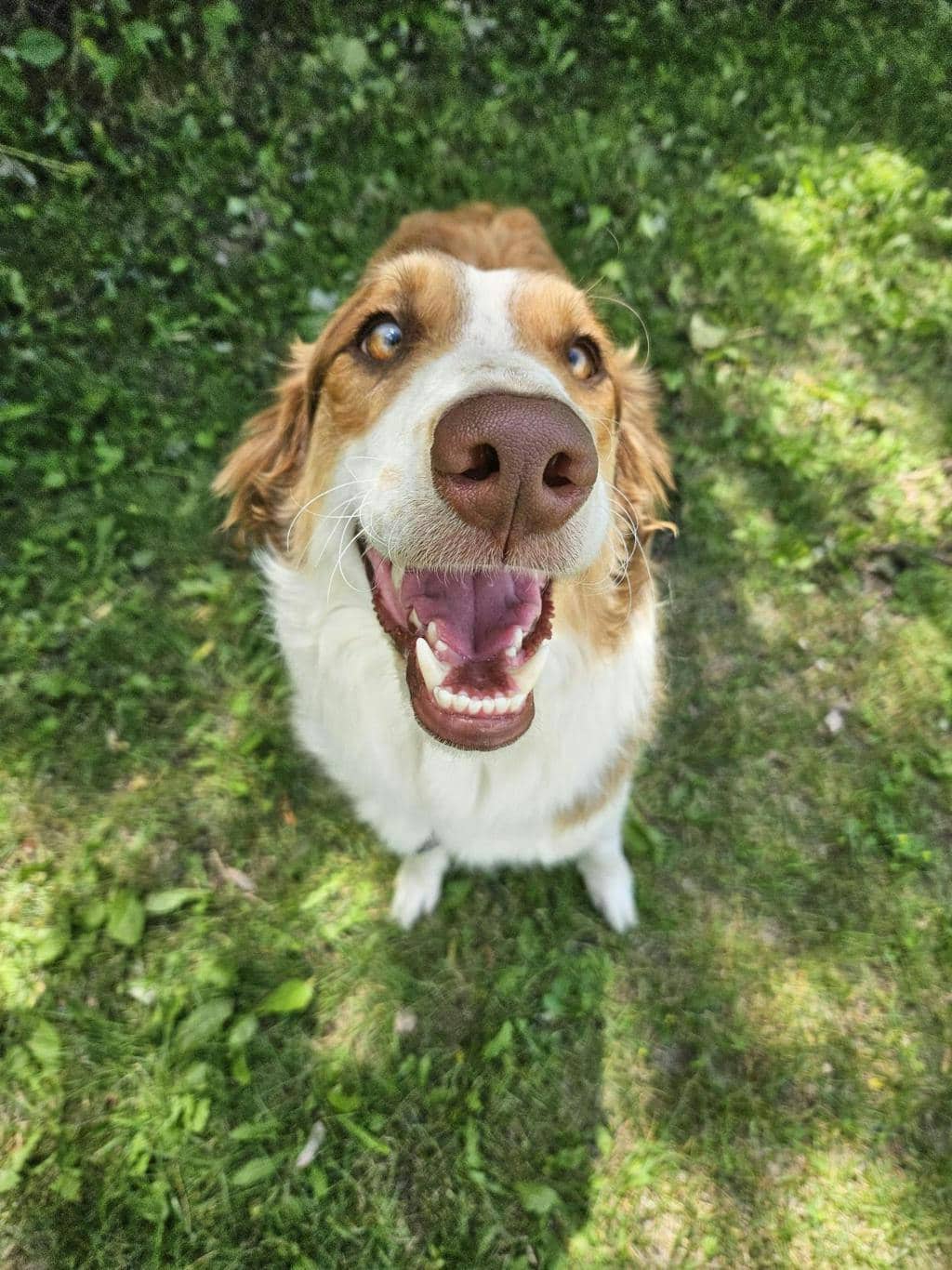 Lucy - Australian Shepherd available for adoption