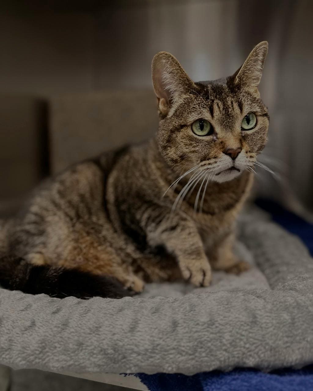 Naomi - Domestic Short Hair cat available for adoption at Ontario SPCA (Central Ontario) in Toronto