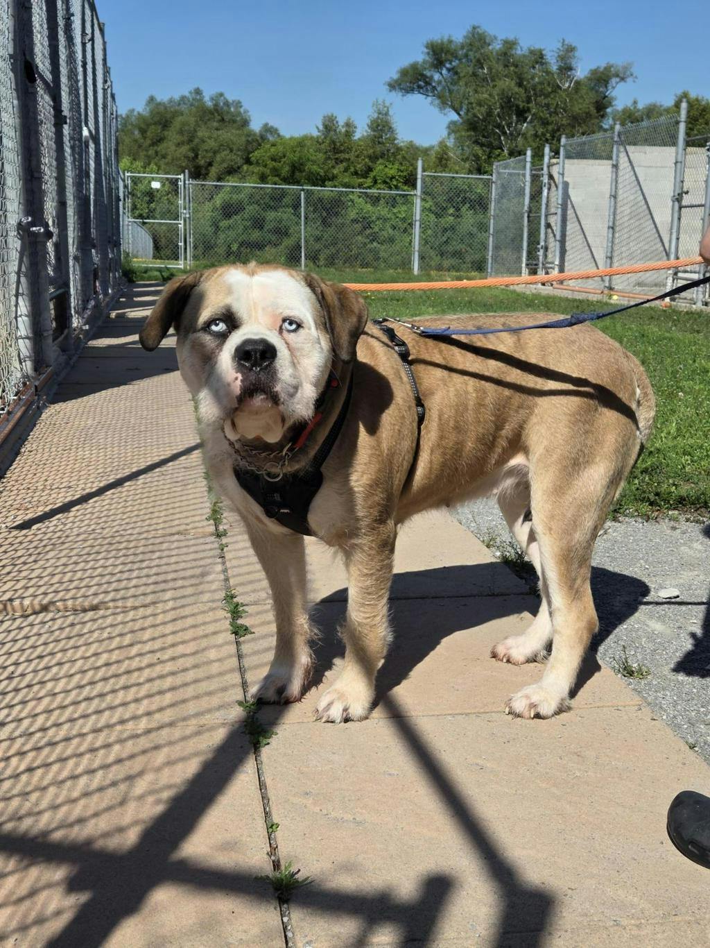 Moka - American Bulldog available for adoption at Ontario SPCA (Toronto Area) in Toronto