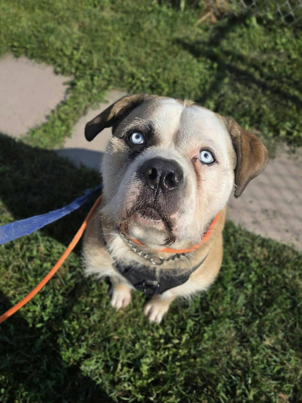 Moka - American Bulldog available for adoption in Ontario
