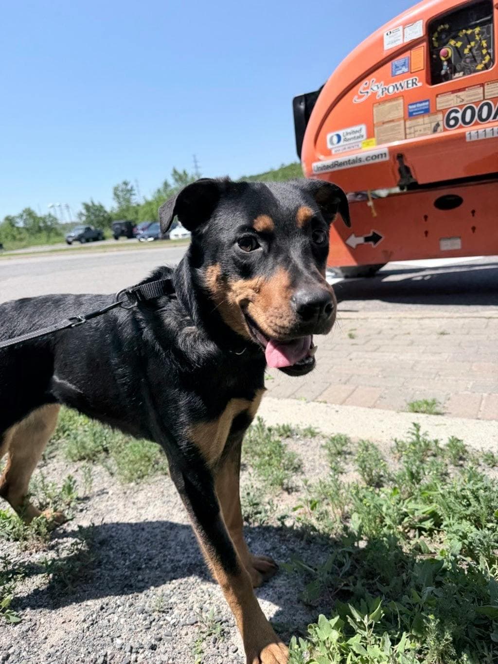Rory - Shepherd available for adoption at Ontario SPCA & Humane Society in Sudbury