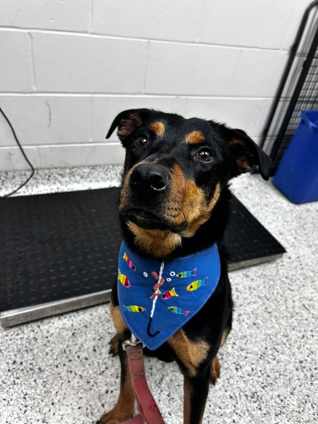 Rory - Shepherd available for adoption
