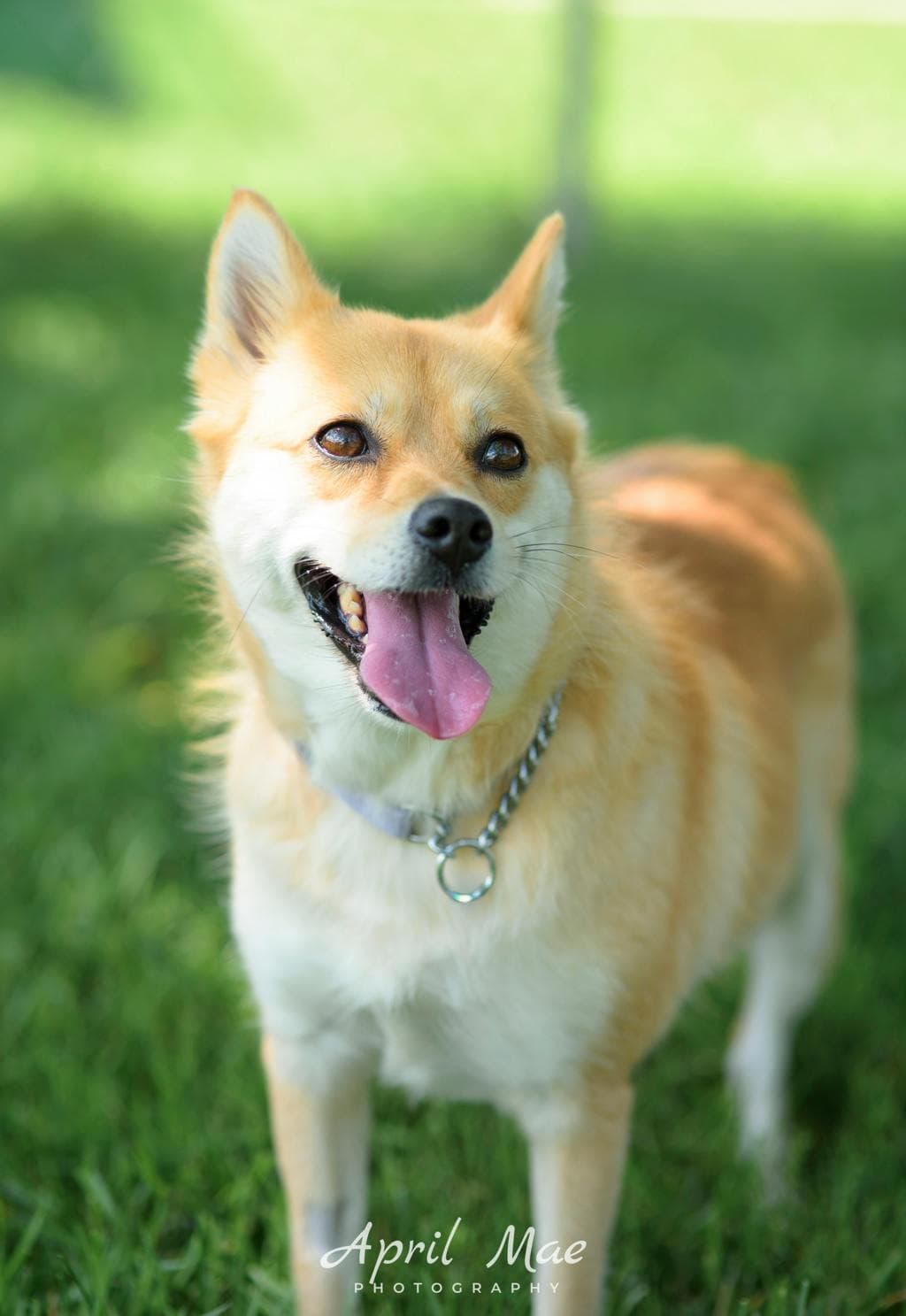 Farrah - Pomeranian available for adoption at Ontario SPCA (Central Ontario) in Toronto
