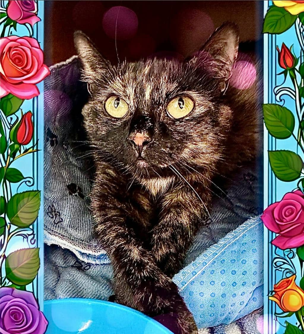 Hyacinth (PetSmart Cornwall) - Domestic Short Hair available for adoption