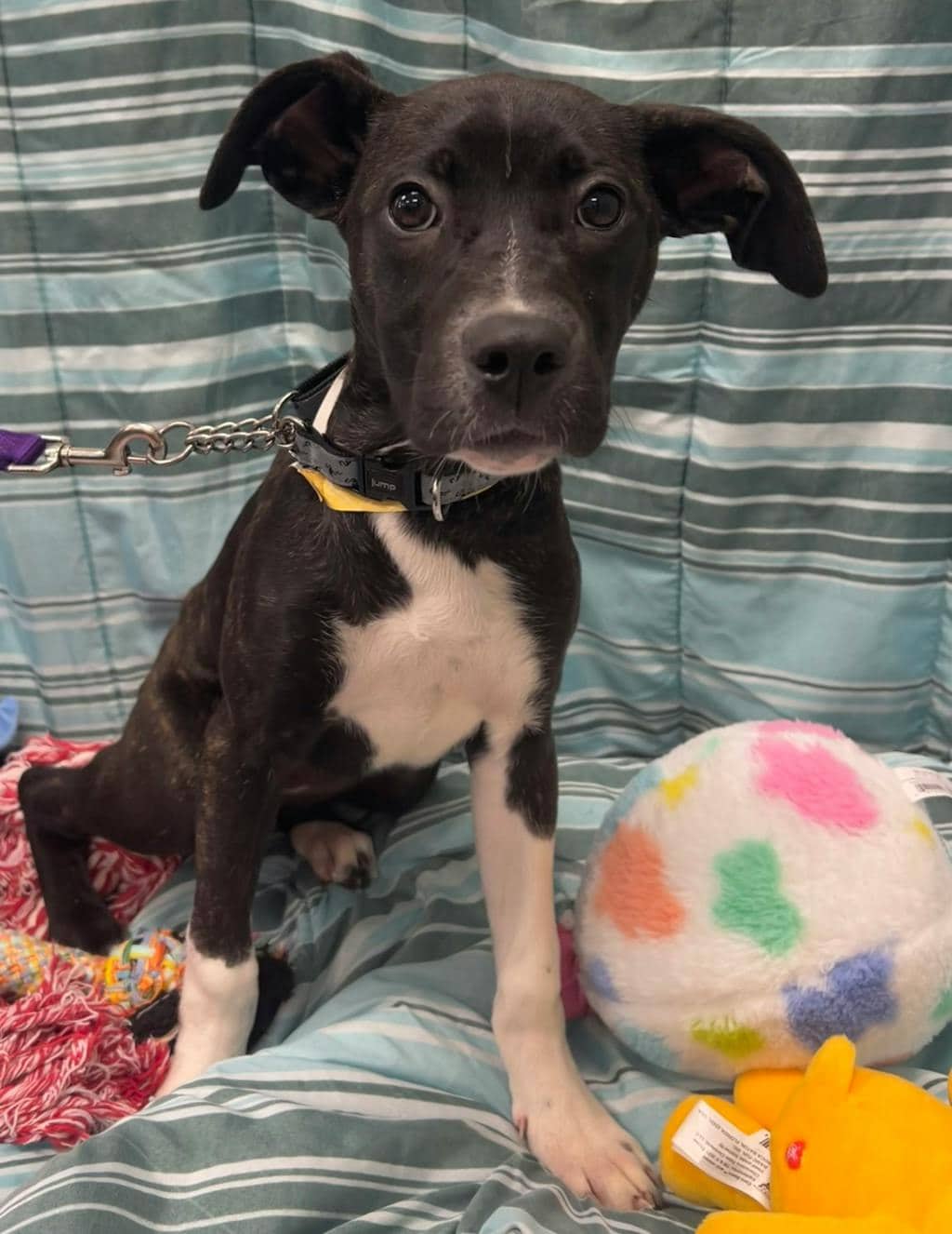 Temperance Brennan - Mastiff available for adoption