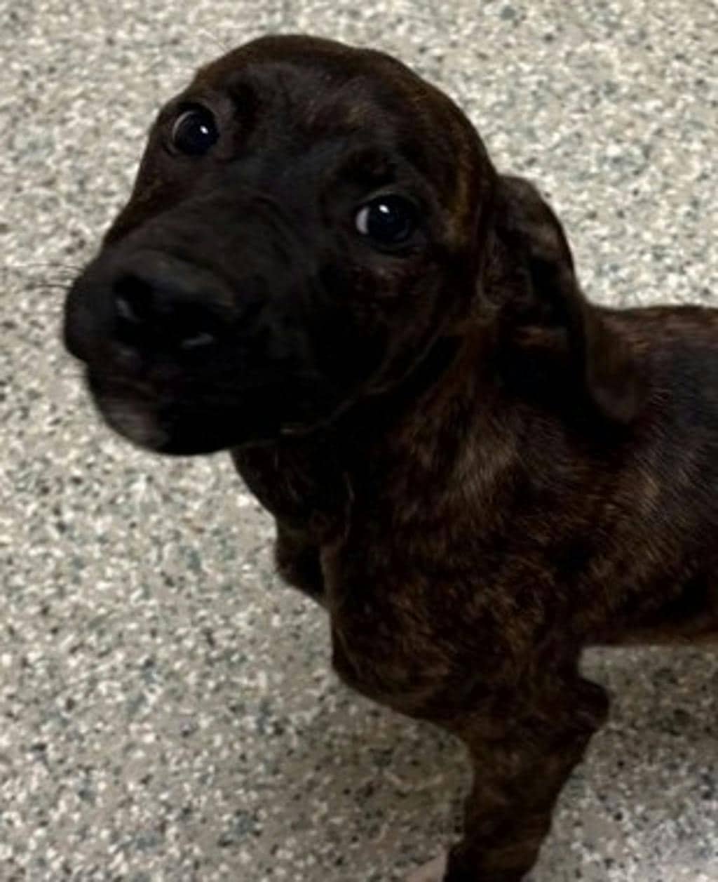 Sweets - Mastiff available for adoption