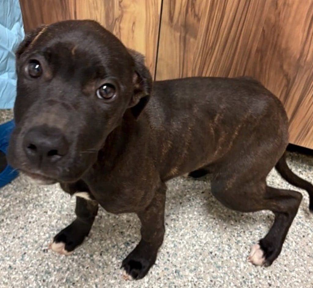 Angela Montenegro - Mastiff available for adoption