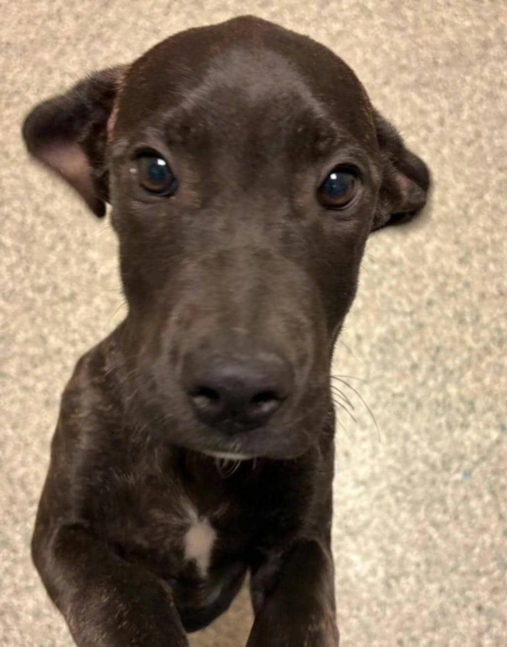 Seeley Booth - Mastiff available for adoption