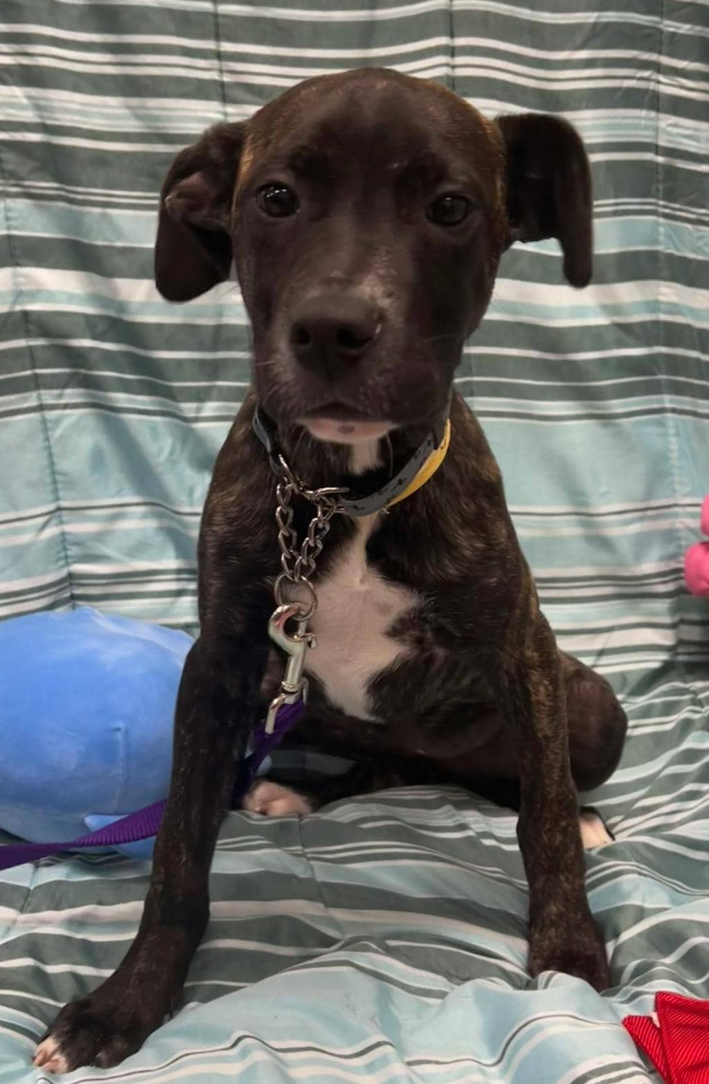 Caroline Julian - Mastiff available for adoption