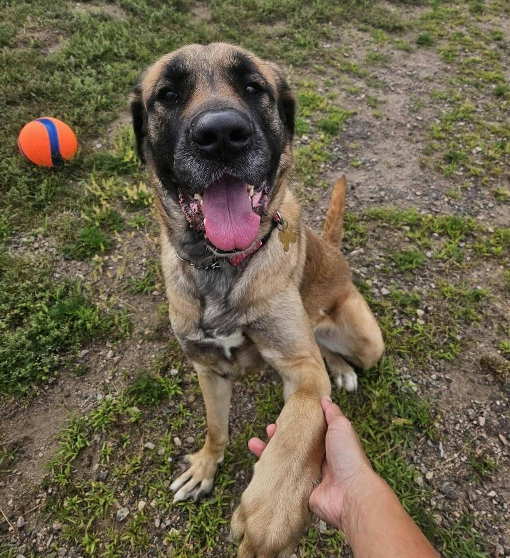 Magda - Anatolian Shepherd available for adoption