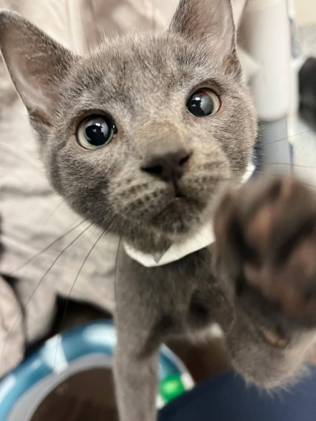 Miney - Domestic Short Hair cat available for adoption at Ontario SPCA (Toronto Area) in Stouffville