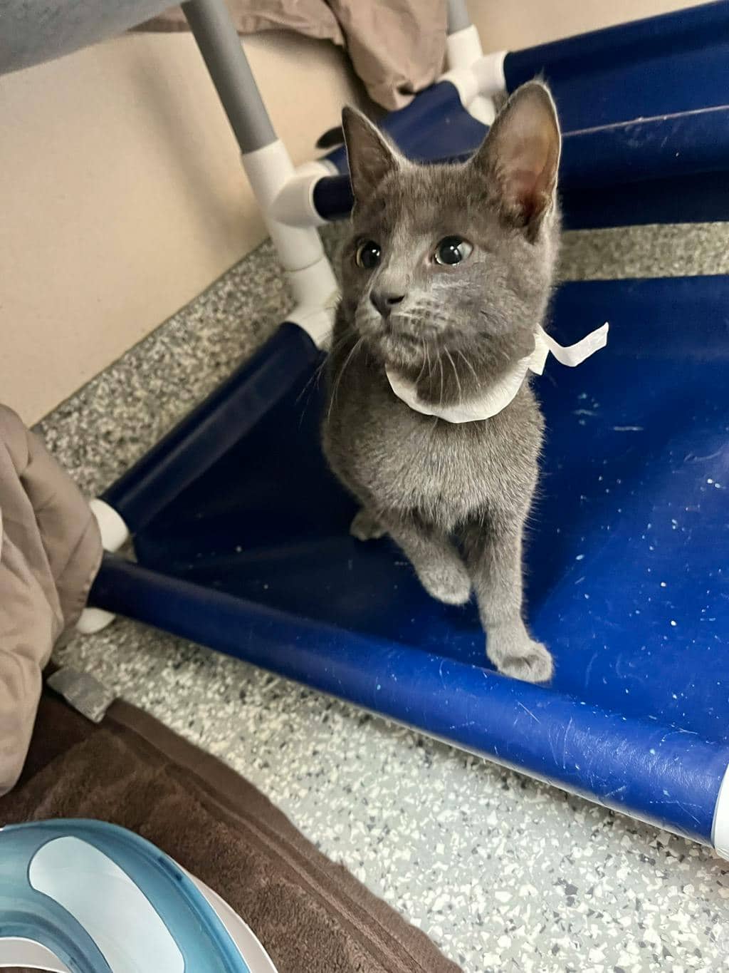 Meenie - Domestic Short Hair available for adoption