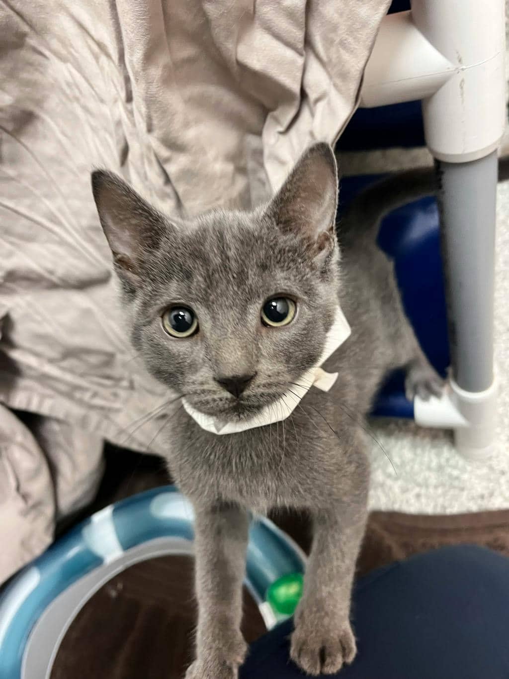 Eenie - Domestic Short Hair available for adoption
