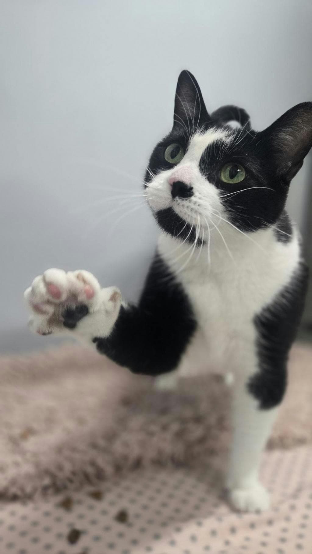 Steve - Domestic Short Hair available for adoption