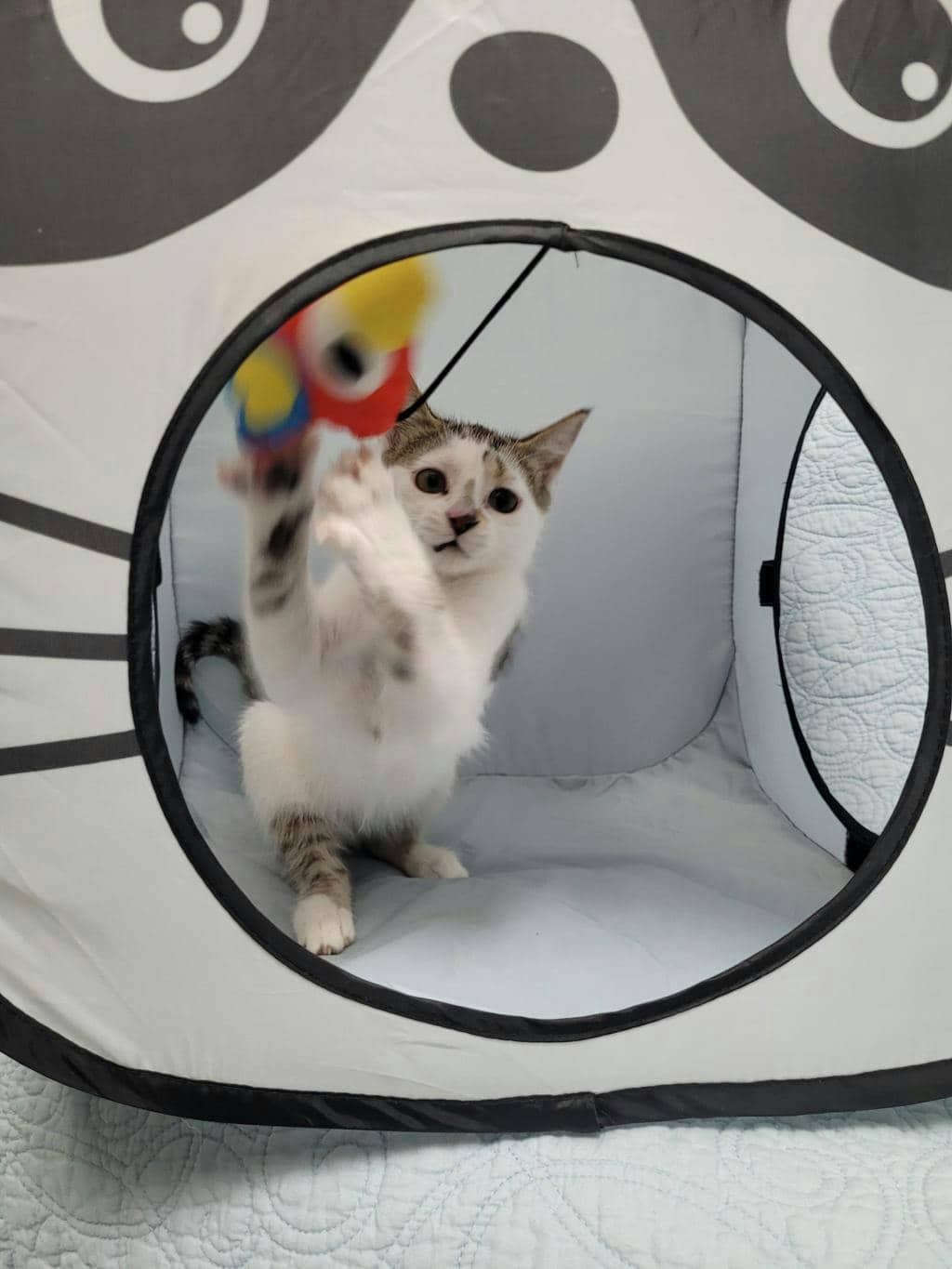 Charm - Domestic Short Hair cat available for adoption at Ontario SPCA (Central Ontario) in Barrie