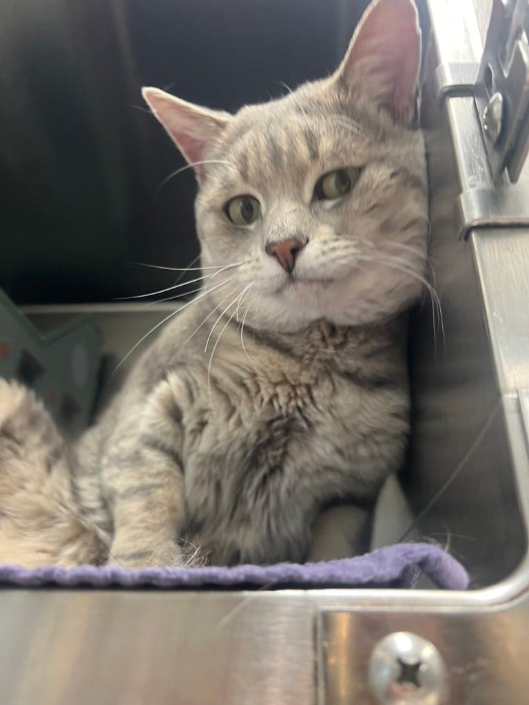 Flicker - Domestic Short Hair available for adoption