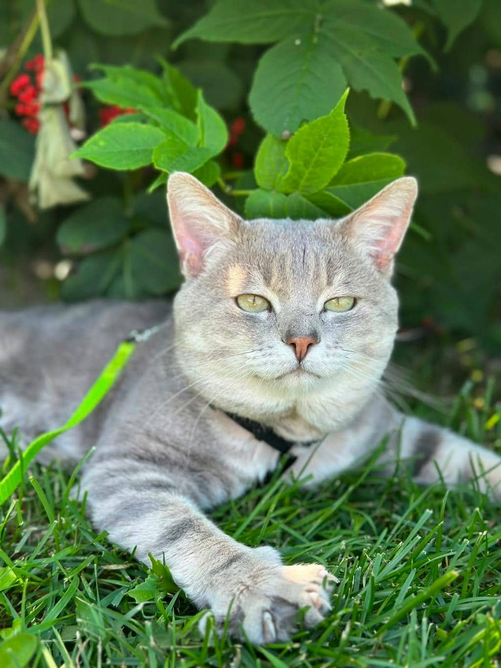 Flicker - Domestic Short Hair cat available for adoption at Ontario SPCA (Sudbury) in Sudbury