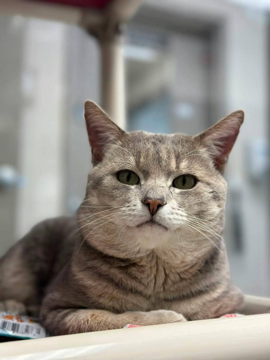 Flicker - Domestic Short Hair available for adoption