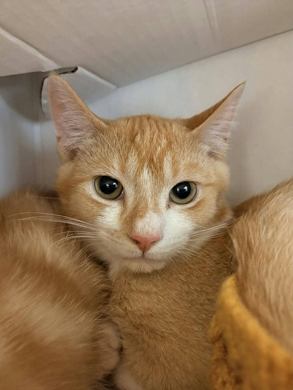 Corbin - Domestic Short Hair available for adoption