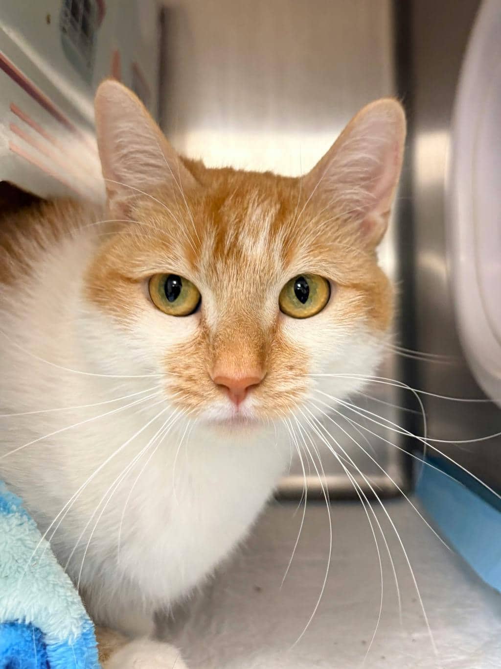 Gennifer - Domestic Short Hair cat available for adoption in Ontario