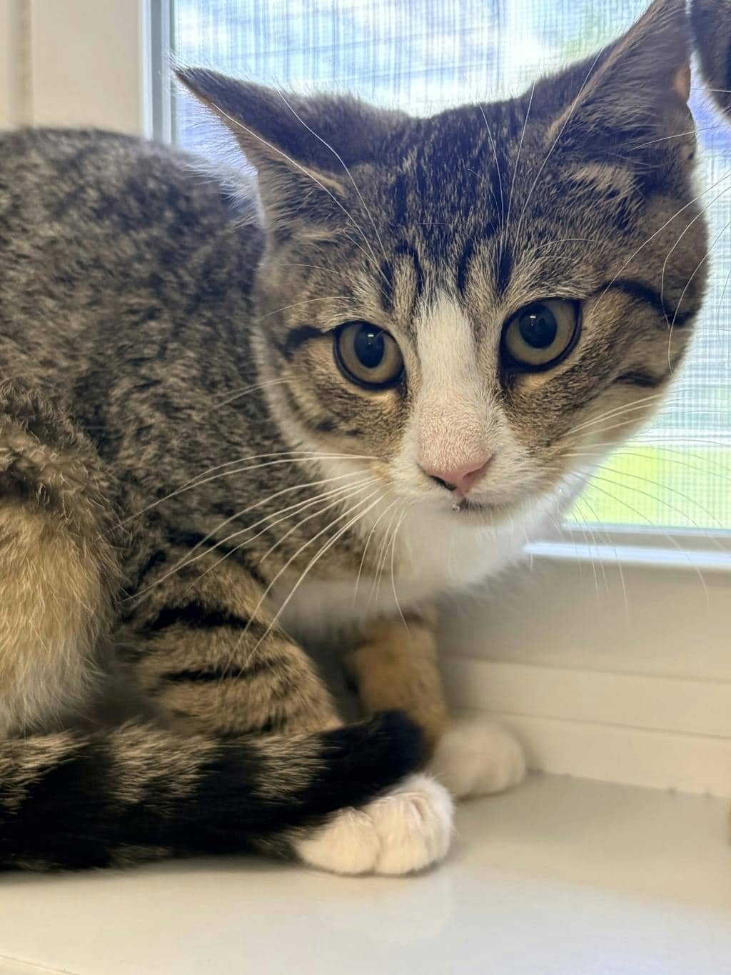 Hickory - Domestic Short Hair cat available for adoption at Ontario SPCA (Ottawa Area) in Brockville