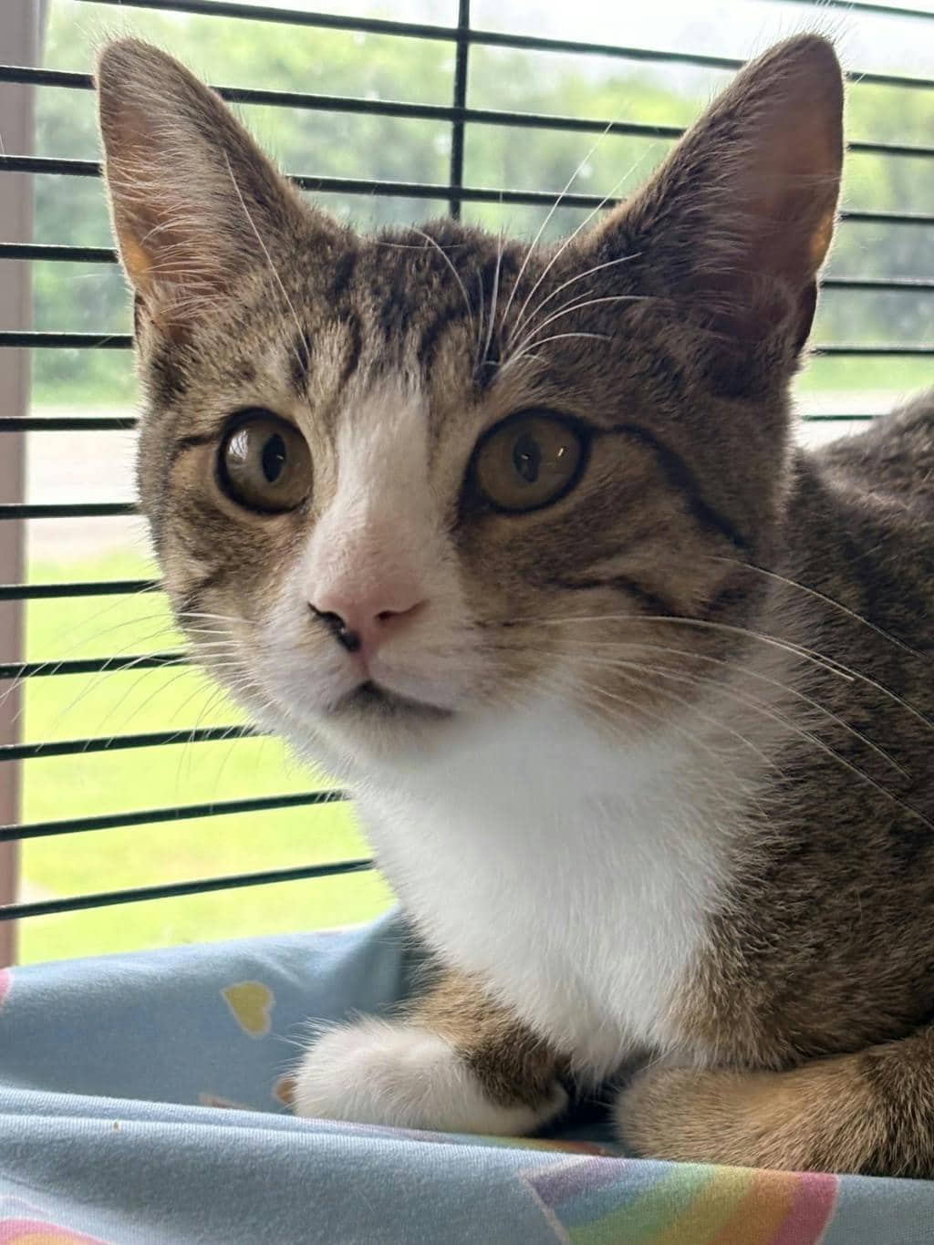 Hickory - Domestic Short Hair available for adoption