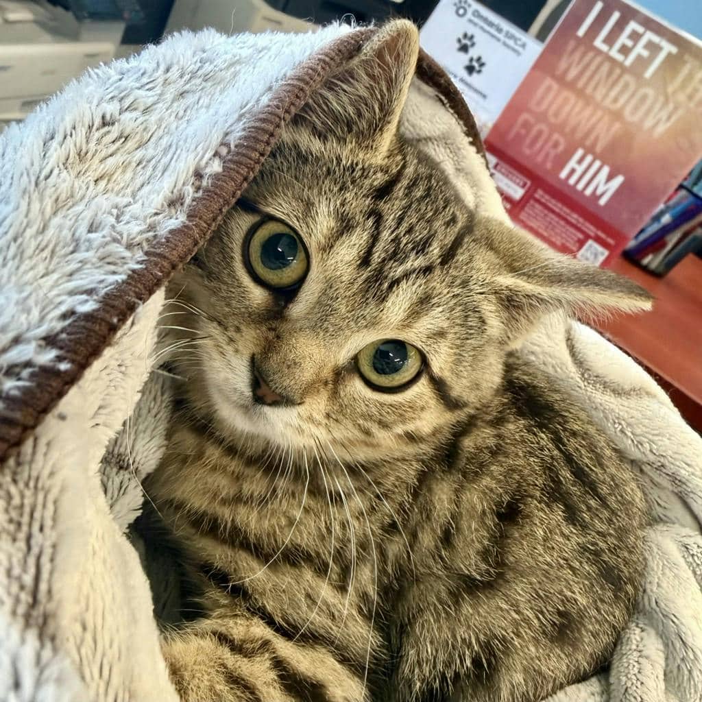 Olive - Domestic Short Hair available for adoption