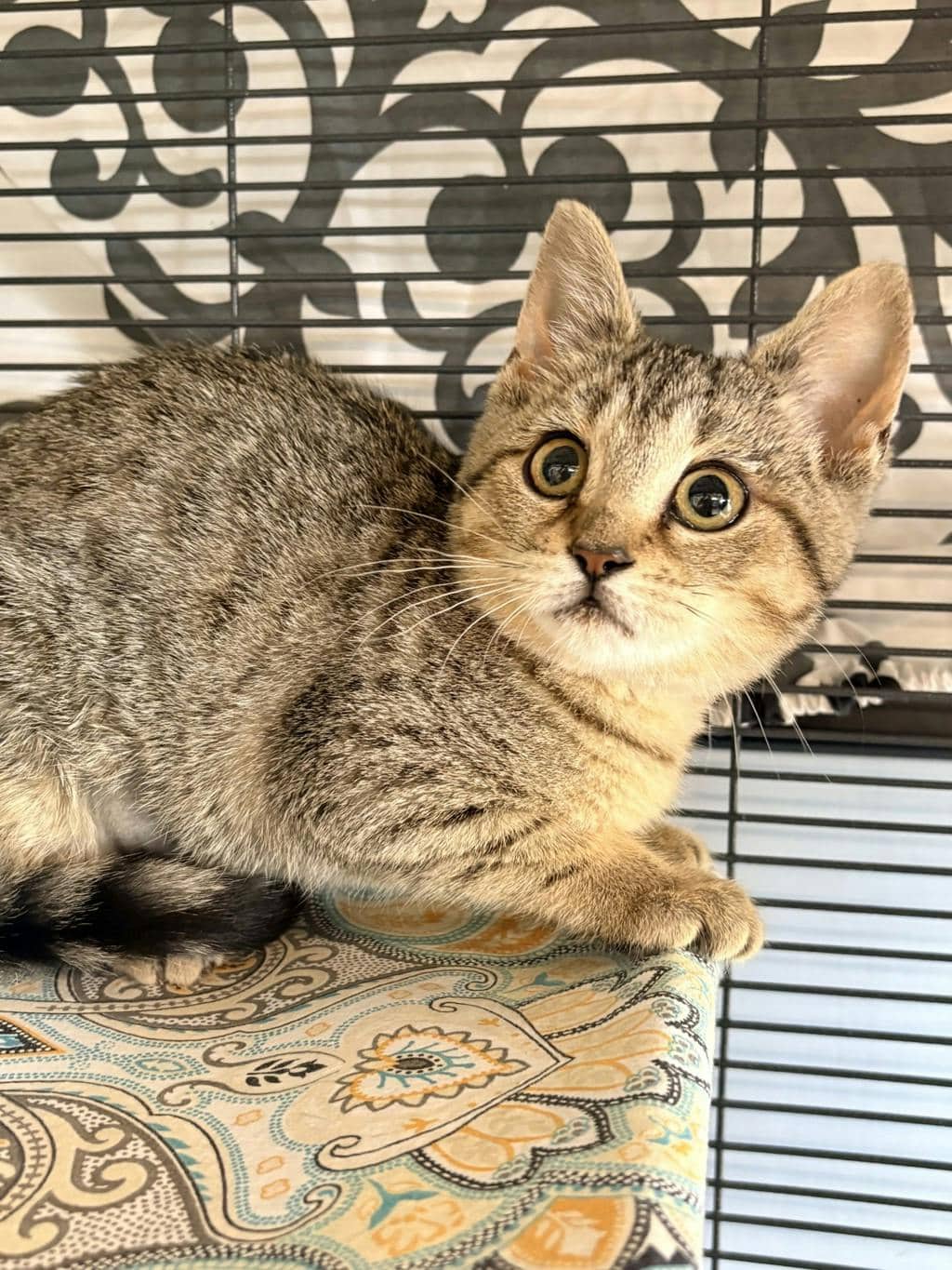 Maple - Domestic Short Hair available for adoption