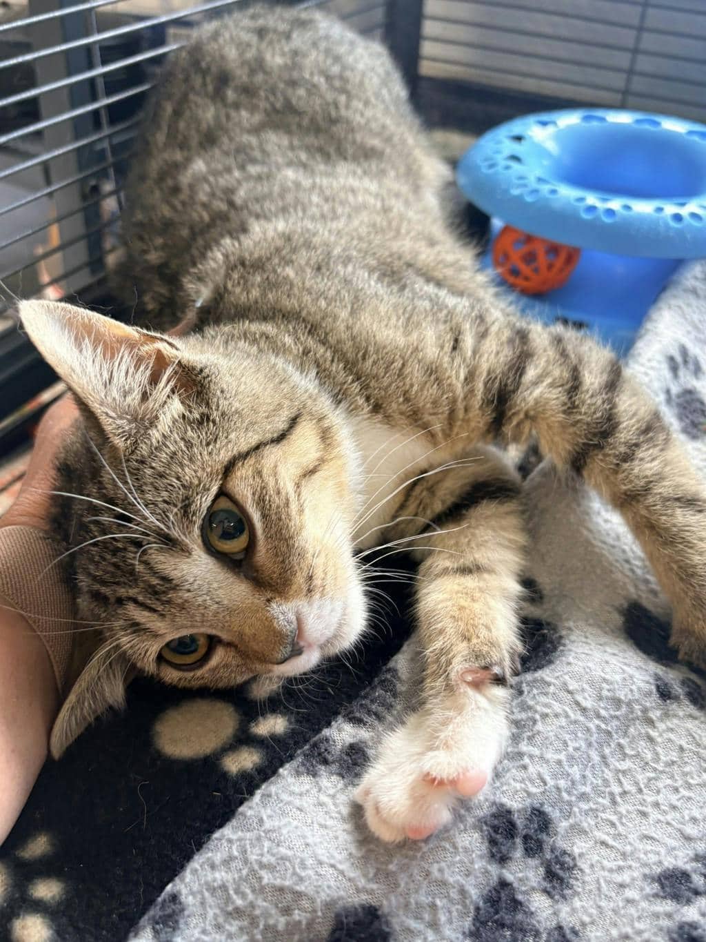 Cedar - Domestic Short Hair available for adoption