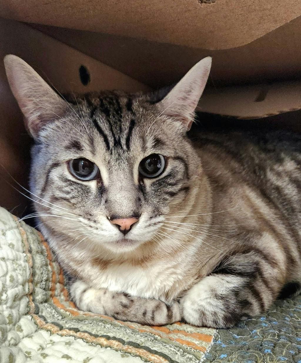 Nox - Domestic Short Hair cat available for adoption in Calgary