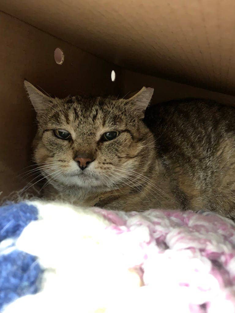 Stuart - Domestic Short Hair available for adoption