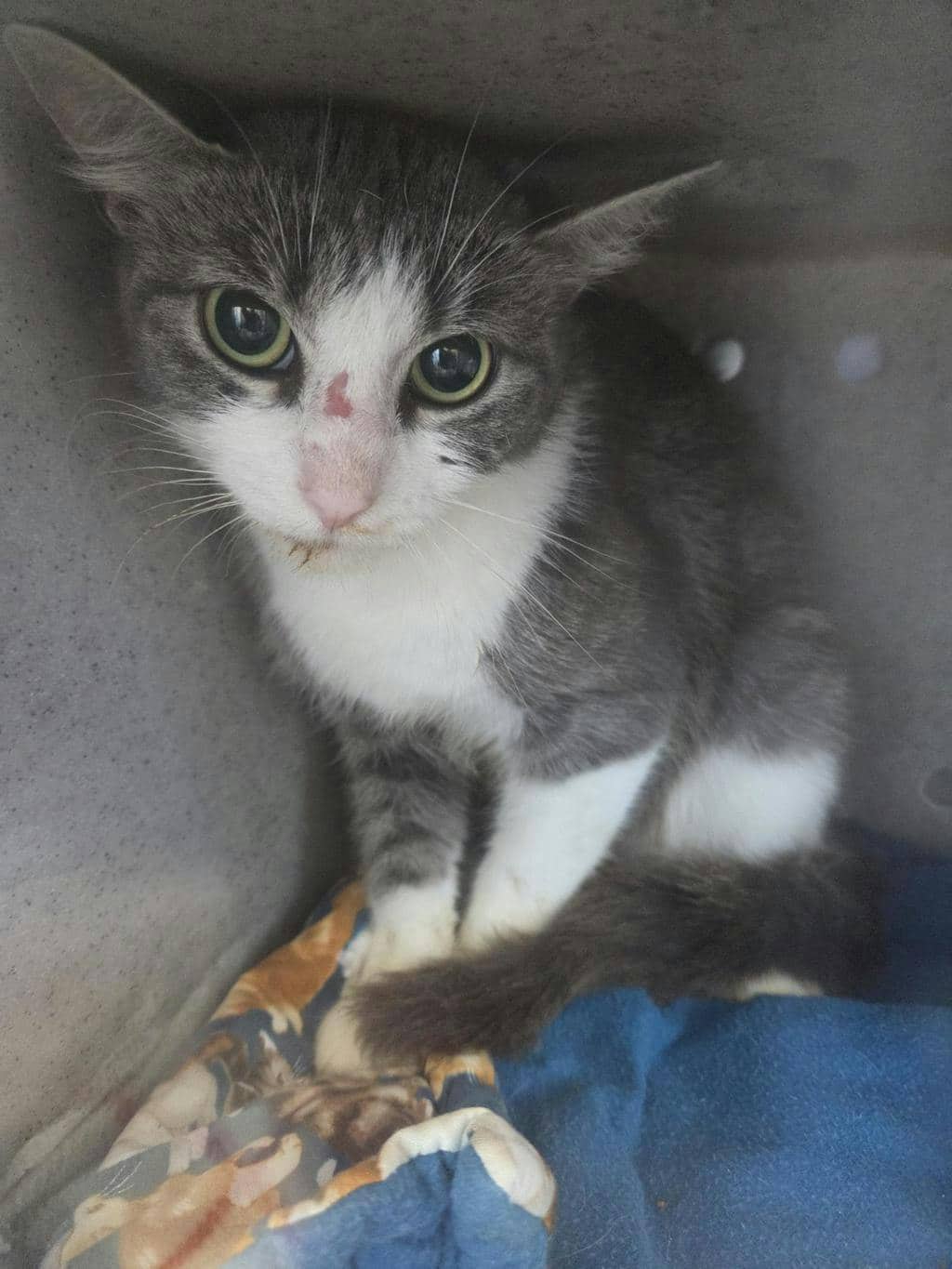 Honey Badger - Domestic Short Hair available for adoption