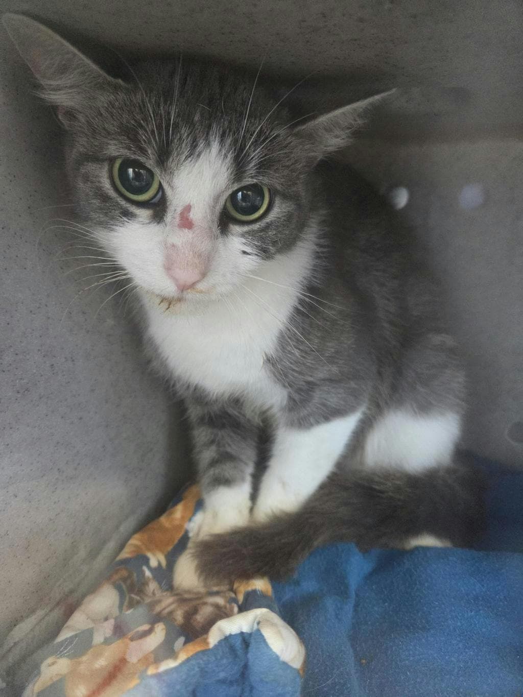 Honey Badger - Domestic Short Hair cat available for adoption at Ontario SPCA (Toronto Area) in Toronto