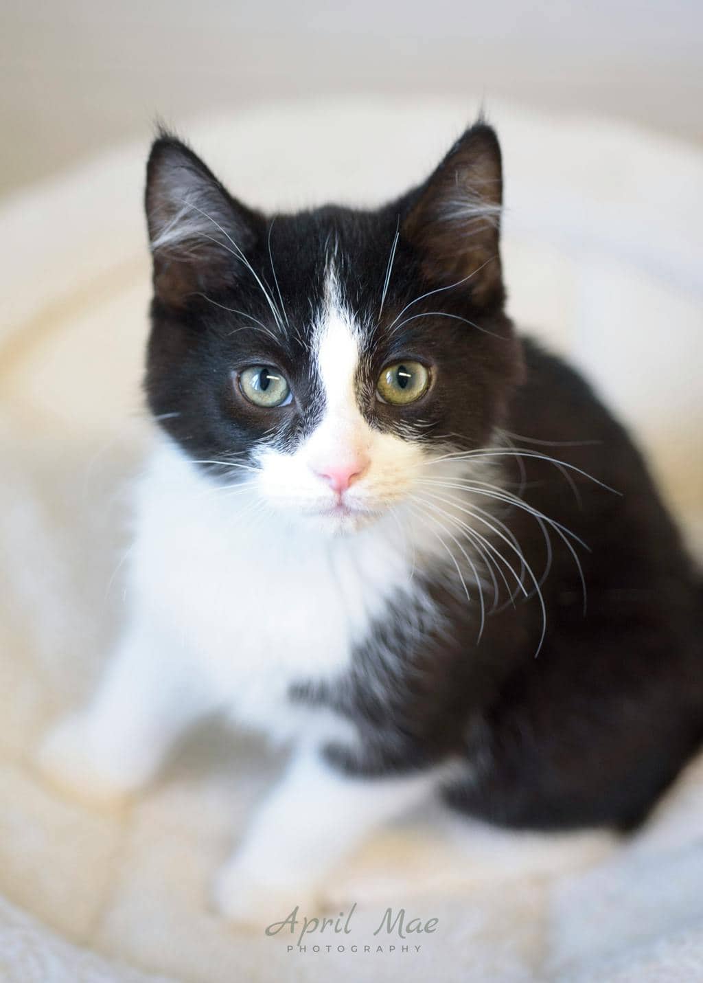 Oak (petsmart) - Domestic Medium Hair available for adoption