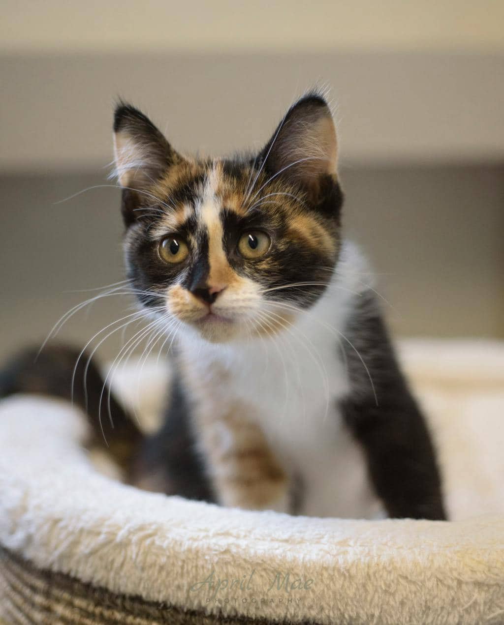 Birch (petsmart) - Domestic Medium Hair available for adoption